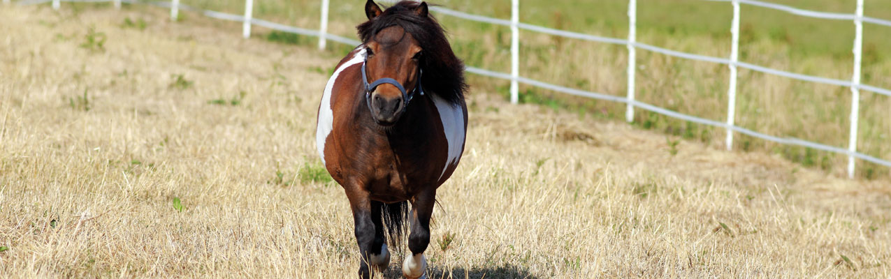 Pummelchen statt Ponychen - was tun, wenn das Pferd zu dick ist?