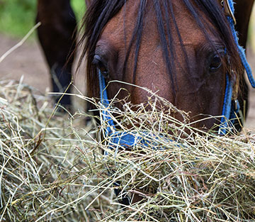 Heu - Fluch und Segen der modernen Pferdefütterung